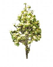 Magnolia brooklińska 'Yellow Bird' DUŻE SADZONKI 200-250 cm (Magnolia ×brooklynensis)